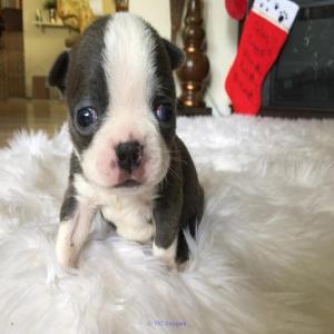 Blue Boston Terrier Puppies for sale Pets puppies